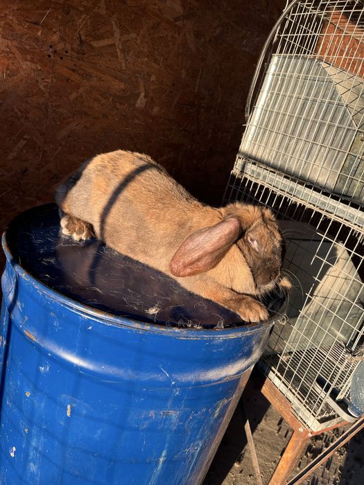 Iepuri berbec german