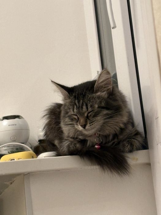 Кошка,5-6 месяцев