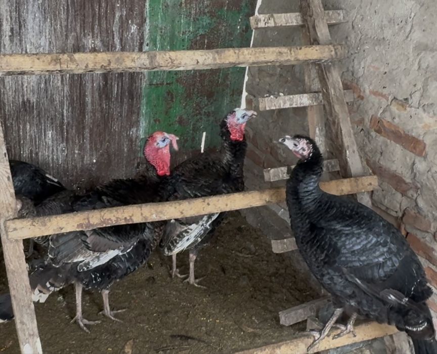 Индюки Индюшка на племя.