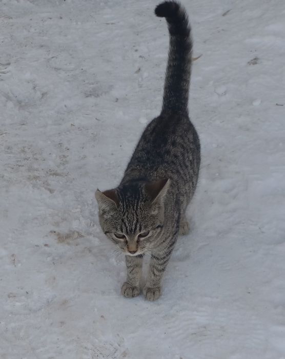 Домашние животные