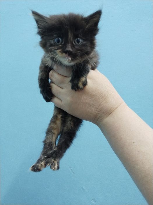 В добрые руки котята