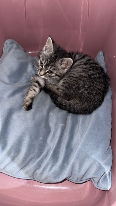 Котенок в добрые руки