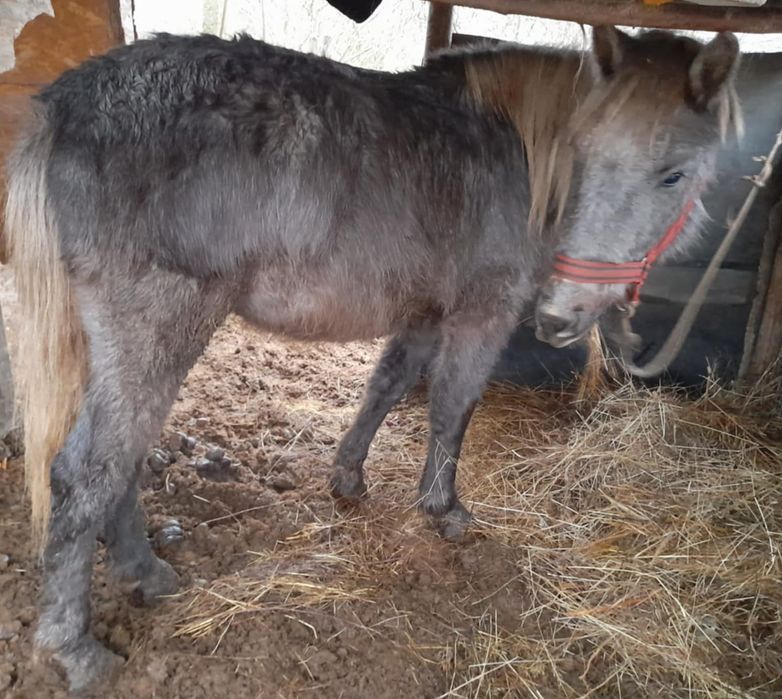 Se vinde mânz 1,8 luni