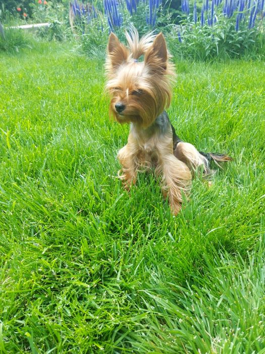 Продавам йоркширски териер