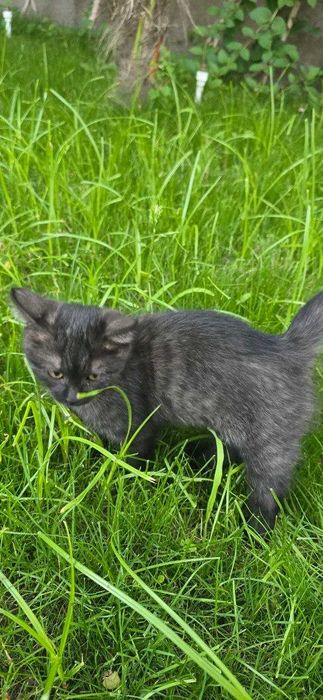 Кошка Scottish Straight