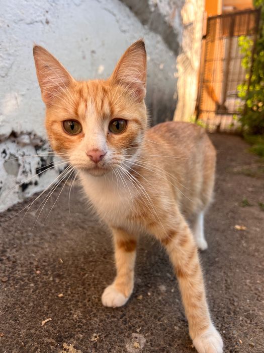 Adoptie pisica sterilizata