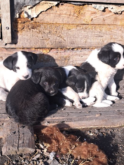 Щеночки в добрые руки