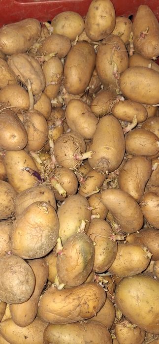 Cartofi Sămânță RIVIERA și ARIZONA