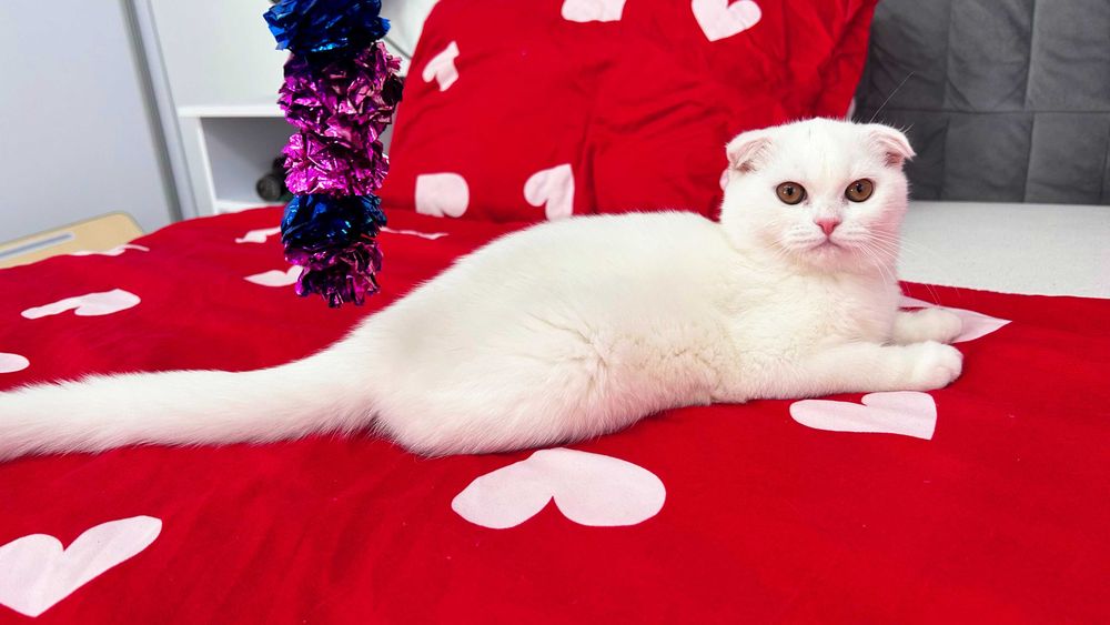 Pisicuță albă și adorabilă - Scottish Fold, cu Pedigree