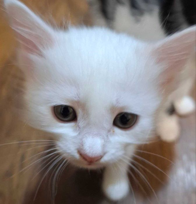 Беленькая пушистая ангорка 2 месяца