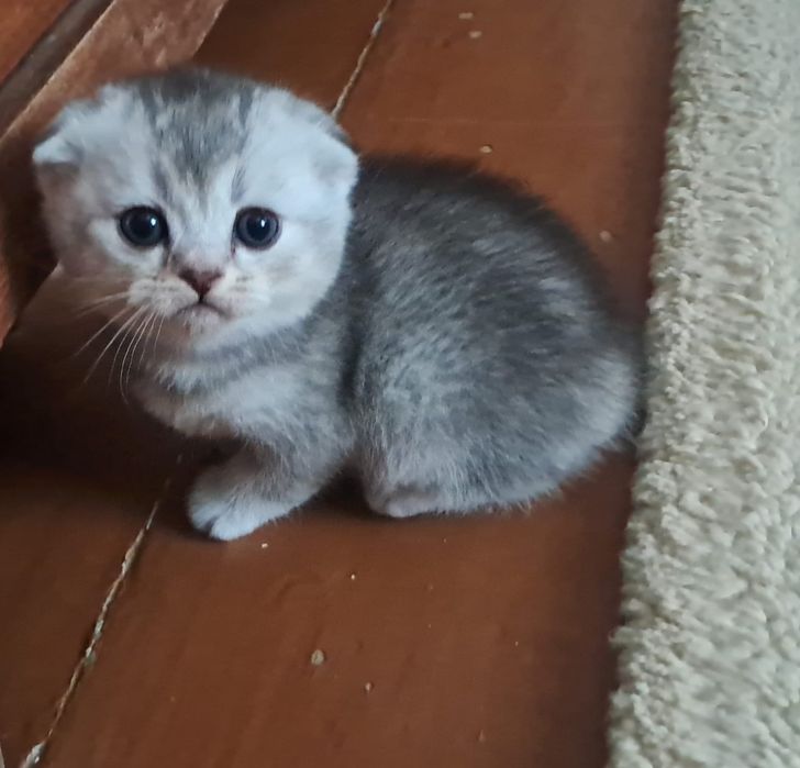 Шотландские котята