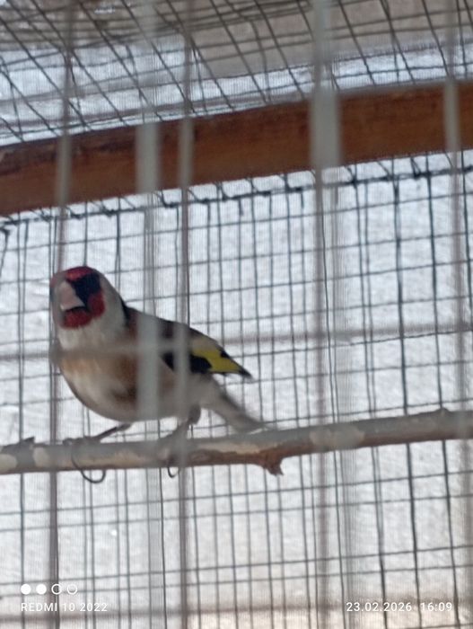 Кокил савала бор.