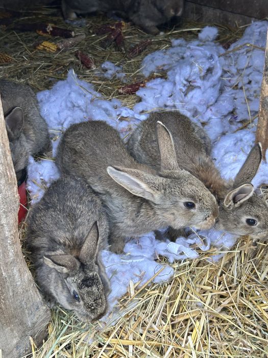 Iepuri micuti de rasa pret 40 de lei
