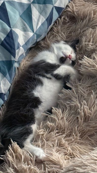 Котенка в добрые руки !