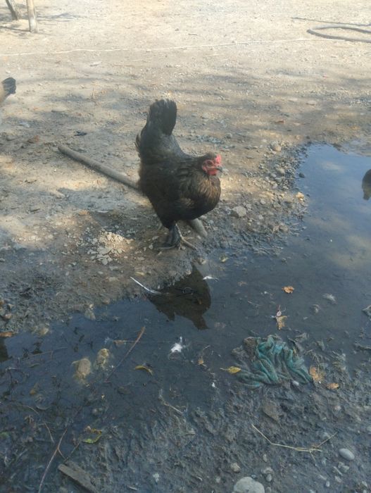 Тауық сатылады 3000 тегнгеден