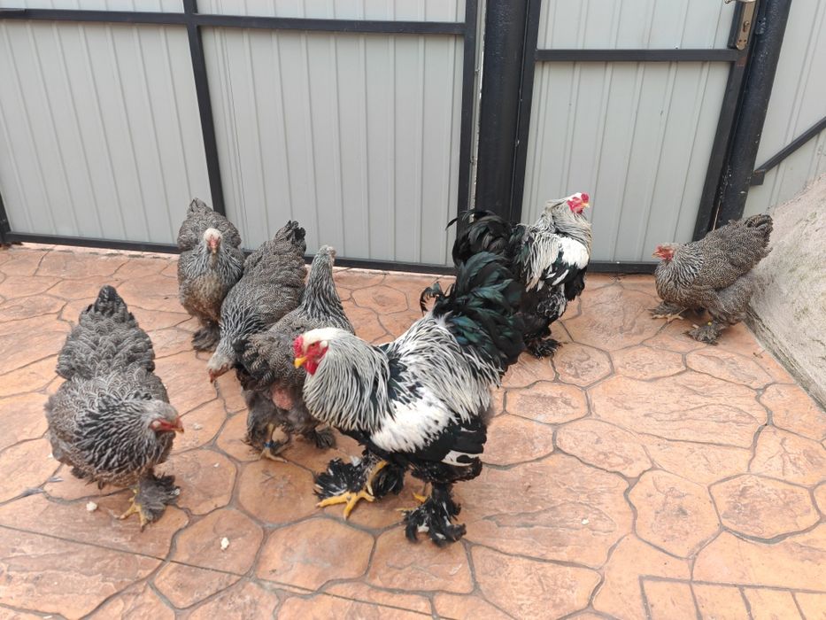 Brahma herminat inchis 50 lei