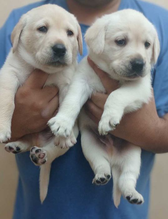 Продаются щенки Лабрадоры