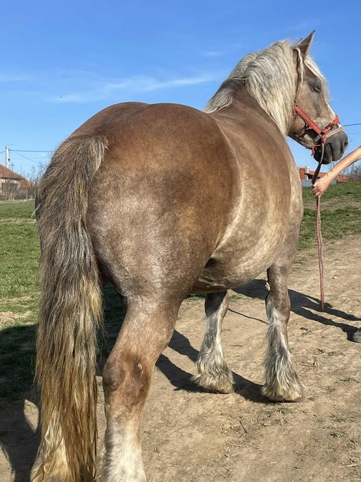 Vând iapa de 5 ani gestanta