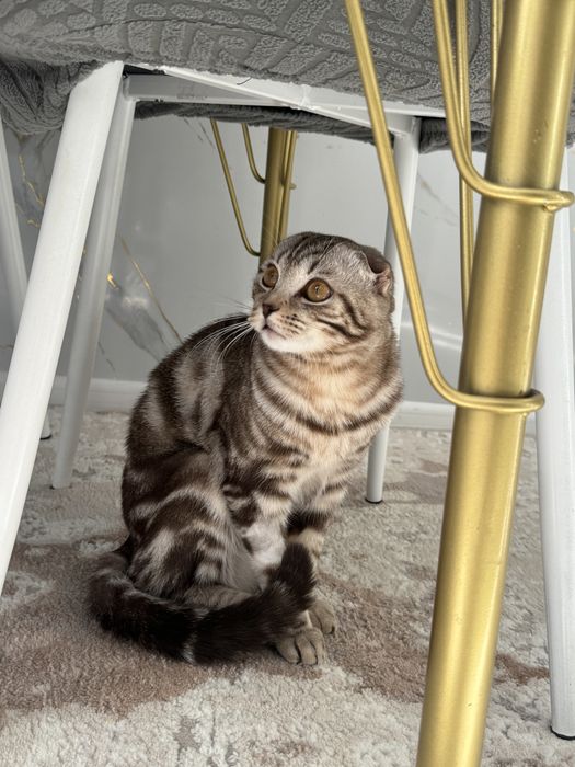 Продаётся шотландский вислоухий кот.