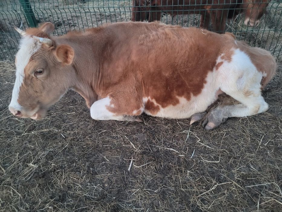 Симентал сиыр корова