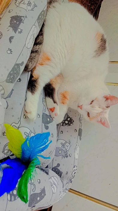 Снежана в ДОБРЫЕ руки