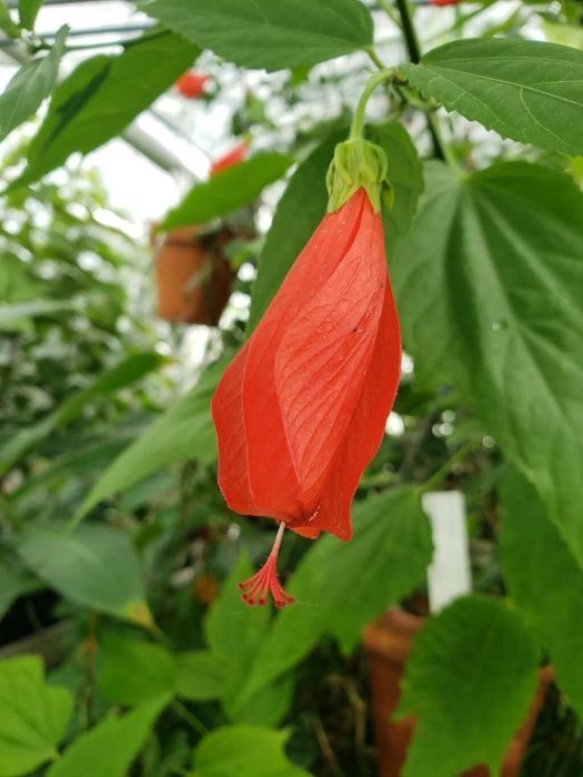 Хибискус Hibiscus malvaviscus