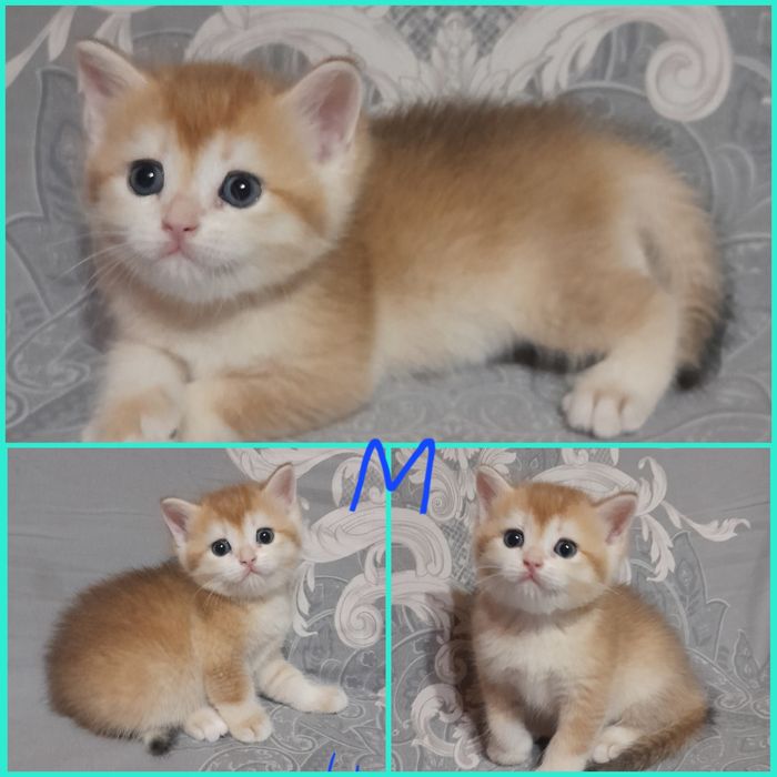 Продаются шикарные котята,золотая шиншилла..