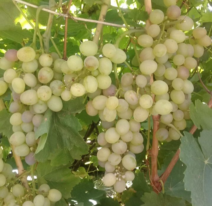 Виноград домашний в продаже