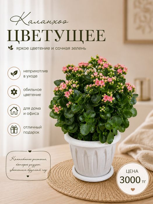 Продам комнатные цветы