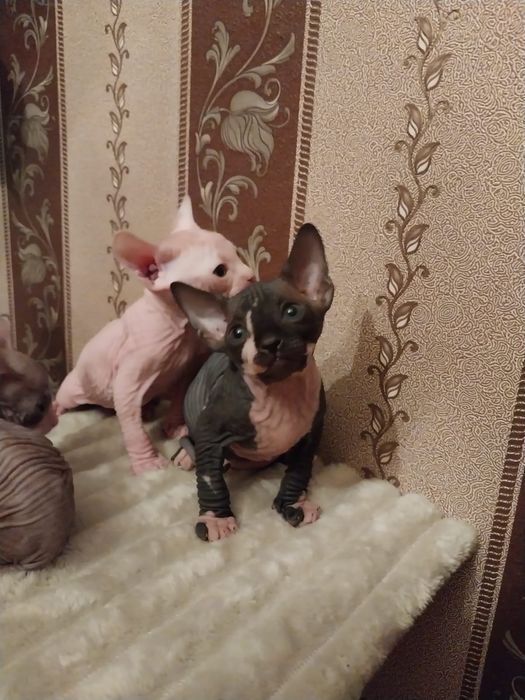 Котята сфинкса на бронь