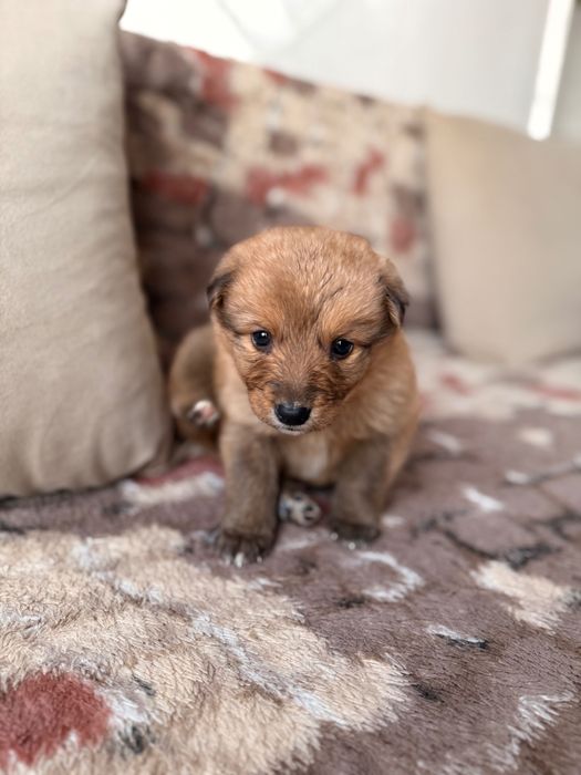 Милая маленькая девочка ищет дом