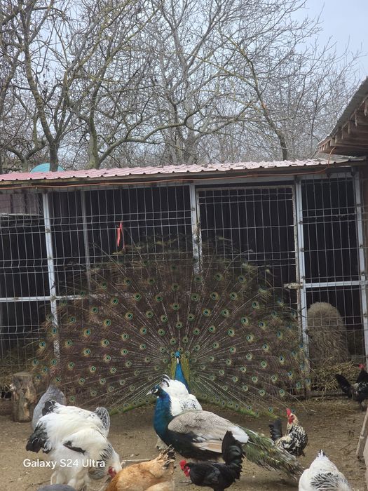 Paun umar negru de vanzare