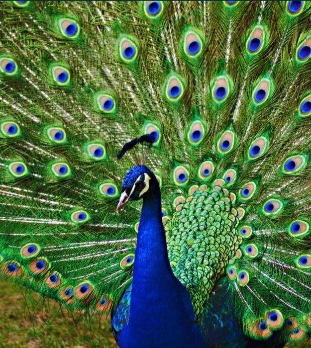 Перья  павлина  продам