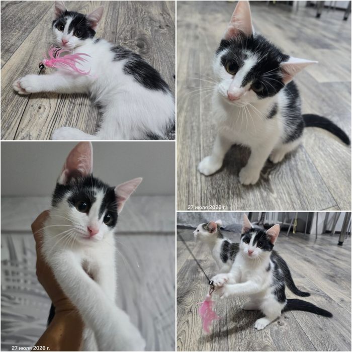 Ищем для котят любящую семью!