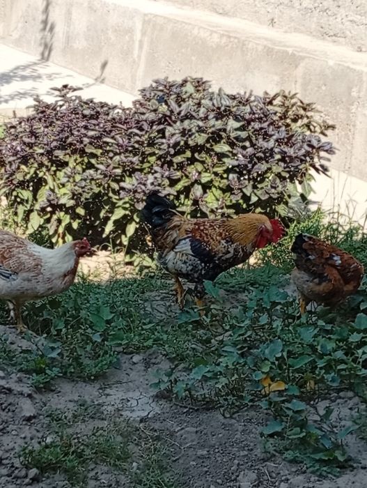 Horozlar sotiladi 6 oylik
