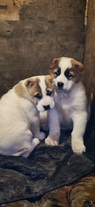 Продам боевых щенков