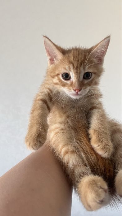 Продам котят метисы скотиш страйт