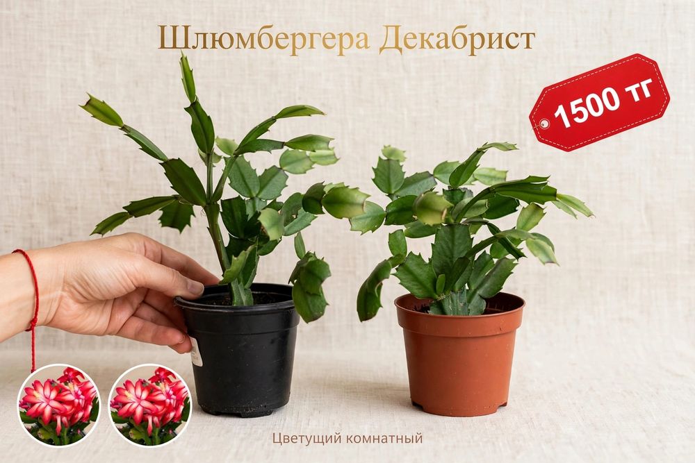 Шлюмбергера,декабрист