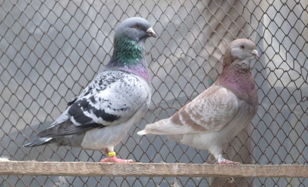 Porumbei Voiajori Standard