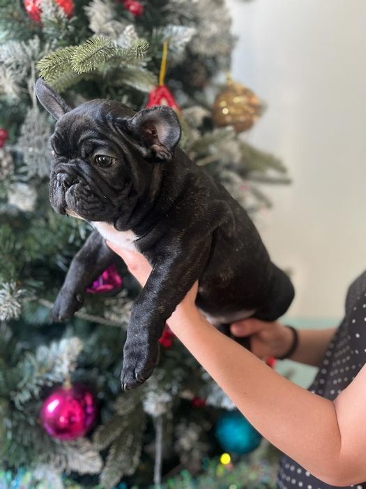 Французский бульдог