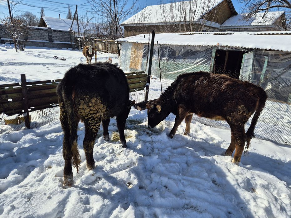 Екы тайынша сатылады