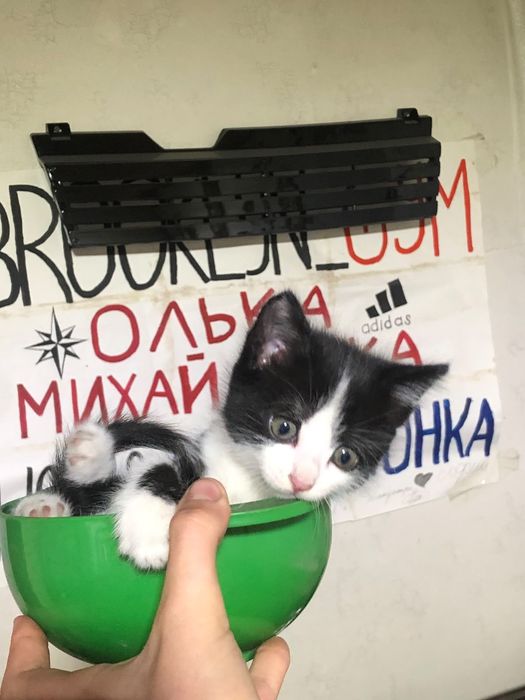 Срочно отдам котёнка девочку три месяца