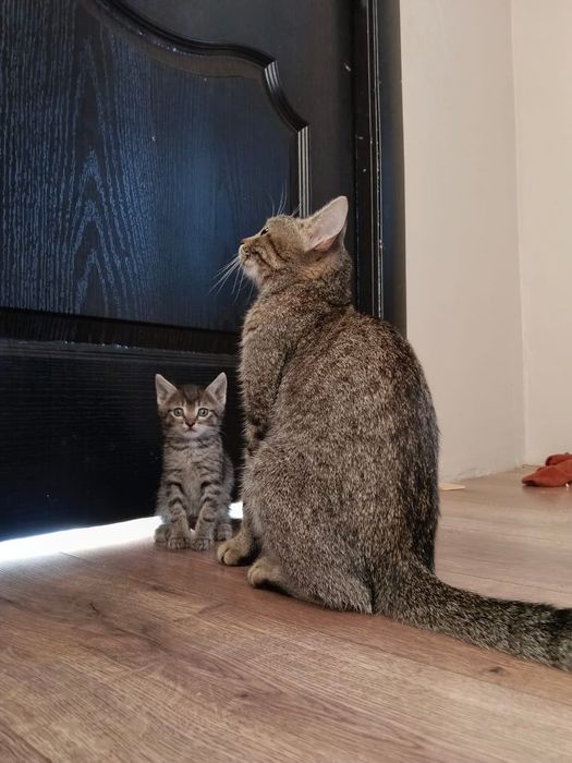 Котята  мысыктар