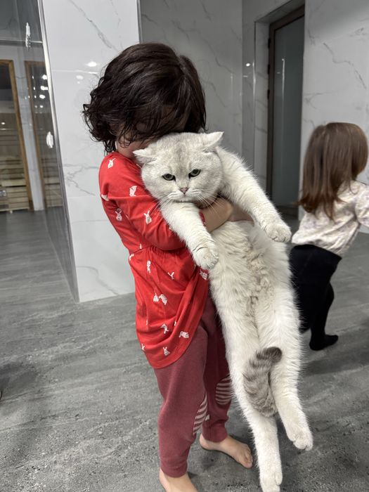 Британская серебристая шиншилла мальчик ny11