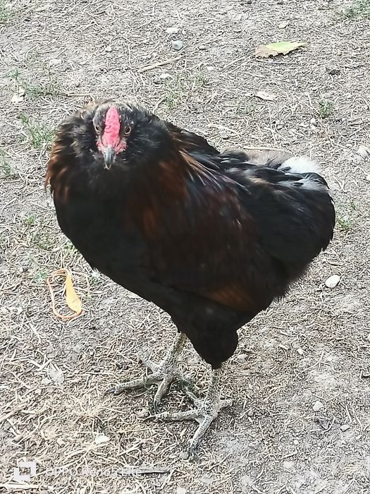 Vând cocosi araucana și american pitic