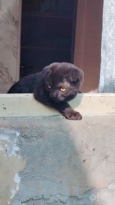 Отдам в хорошие руки котенка веслаухую 3.5месяца