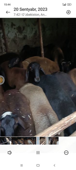 Salomatchiligiga gap yoʻq