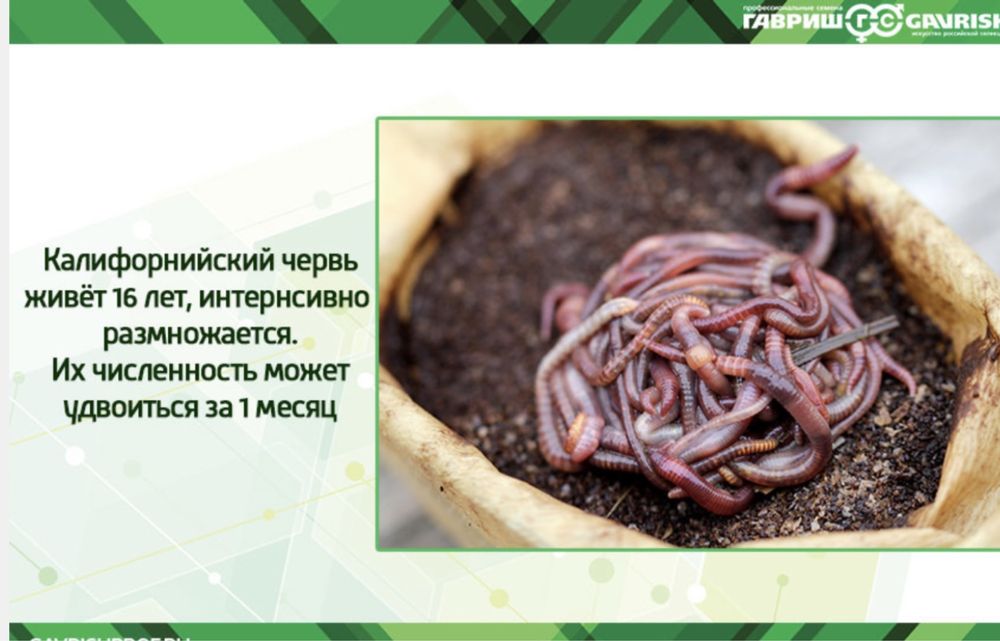 Кольчатые черви малощетинковые дождевой червь. Спаривание дождевых червей. Земляной червь выползок. Копуляция дождевых червей. Как размножаются дождевые черви.