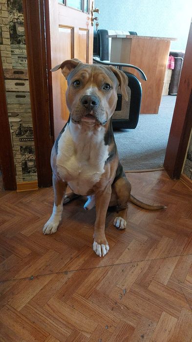 Американский стаффордширский терьер