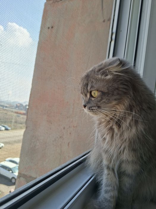 Отдам в добрые руки